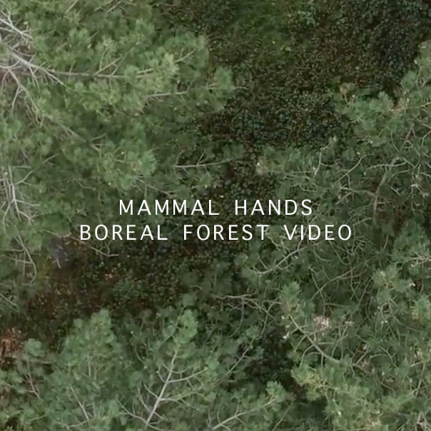 Mammal Hands ‘Boreal Forest’ video + autumn tour dates